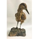 TAXIDERMY STONE CURLEW set on a naturalistic base, 45cm high