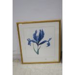 GRAINNE CUFFE Blue Iris A colour print Limited edition 41/65 52 x 49