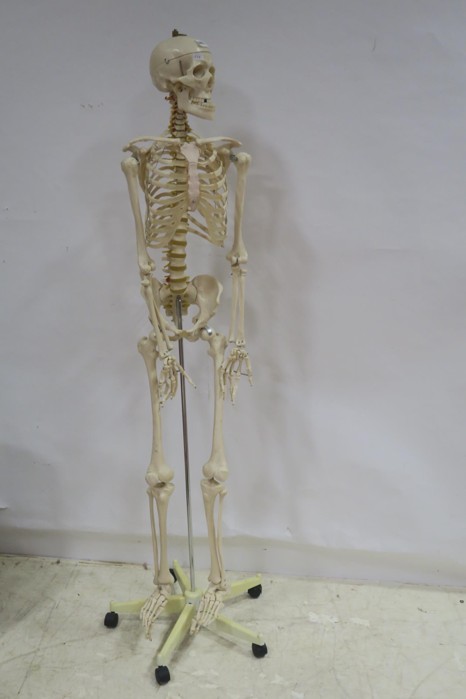 A COMPOSITION MODEL OF A SKELETON raised on a metal stand with castors 184cm