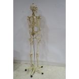 A COMPOSITION MODEL OF A SKELETON raised on a metal stand with castors 184cm