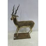 A TAXIDERMISTS ANTELOPE shown standing 125cm x 80cm