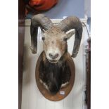 A TAXIDERMIST'S MOUNTED RAM'S HEAD