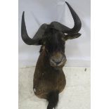 A TAXIDERMIST'S MOUNTED BUFFALO HEAD