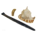Natural History, a sawfish rostrum, a large seashell and a whale tooth.