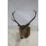 A TAXIDERMIST'S MOUNTED RED STAG'S HEAD