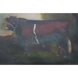 A STUDY OF A SHORT HORN BULL Orphan Bowden's Choice Oil on canvas signed lower right Herbert St.