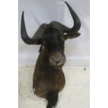 A TAXIDERMY MOUNTED BUFFALO HEAD