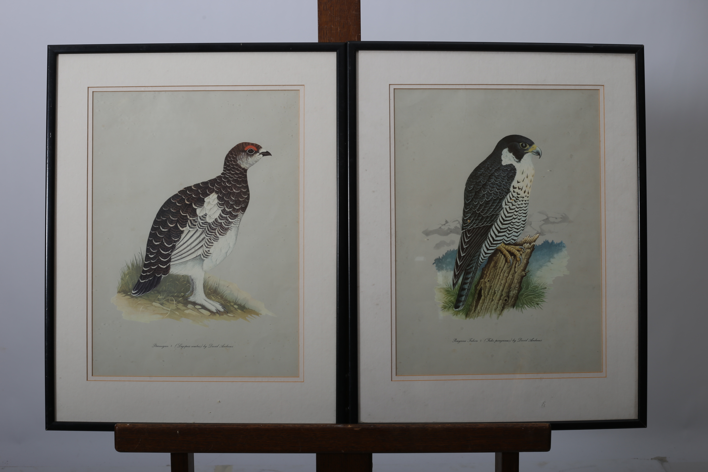 THREE PRINTS together with a hand coloured engraving study of birds