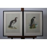 THREE PRINTS together with a hand coloured engraving study of birds