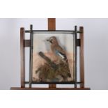 TAXIDERMY JAY BIRD in a naturalistic setting in an ebonised glazed wall mounted case 49cm (h) x