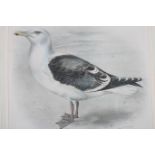 LILIAN MARGUERITE MEDLAND STUDY OF A GULL A colour print 18cm (h) x 25cm (w)