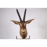 A FINE TAXIDERMY AND ANTLER MOUNTED IBEX HEAD WALL TROPHY Taxidermist Roland Ward shot by a British