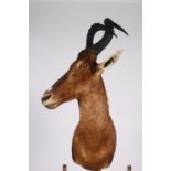 A FINE TAXIDERMY AND ANTLER MOUNTED RED HARTEBEEST HEAD WALL TROPHY 100cm (h)