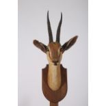 A TAXIDERMY AND ANTLER MOUNTED GAZELLE HEAD WALL TROPHY on oak plaque 60cm (h) x 27cm (w) x 31cm