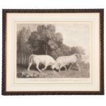 After George Stubbs (British, 1724-1806), "Bulls Fighting", c. 1788, engraving on paper, engraved by