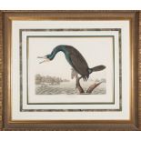 John James Audubon (American, 1785-1851), "Florida Cormorant", Plate CCLII, hand-colored aquatint