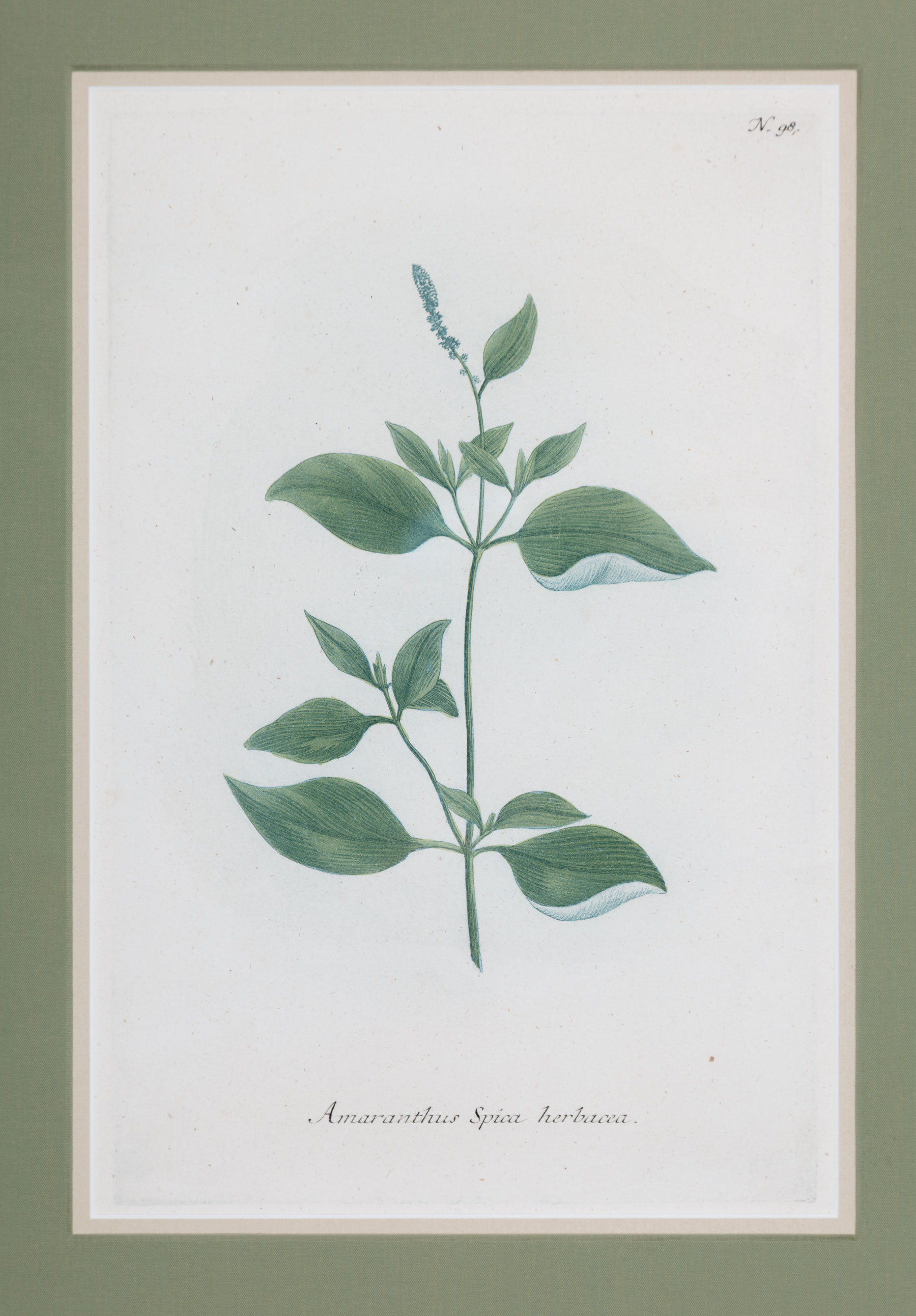 Johann Wilhelm Weinmann (German, 1683-1741) , "Amaranthus Spica Herbacea", "Brassica Sylvestris - Image 6 of 8