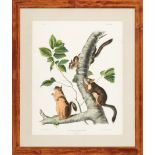 John James Audubon (American, 1785-1851) , "Douglass Squirrel", Plate 48, hand-colored lithograph,