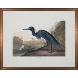 After John James Audubon (American, 1785-1851) , "Blue Crane or Heron", Plate 307, 1985, offset