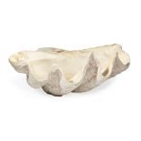 Giant Clam Shell , Tridacna Giga, probably South Pacific, h. 12 in., w. 33 in., d. 23 in