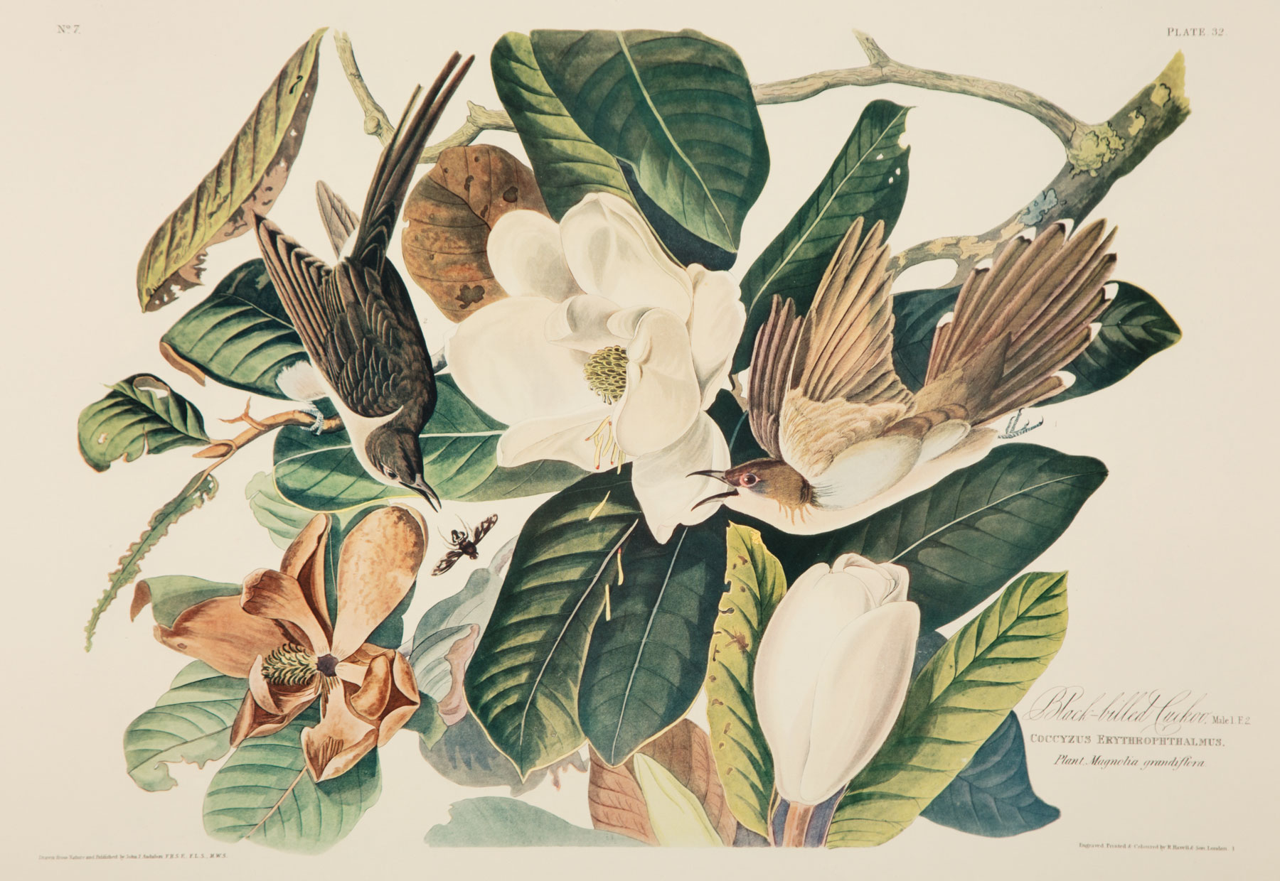 John James Audubon (American, 1785-1851) , The Birds of America, Edition Leipzig, Leipzig and - Image 3 of 3