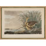 After John James Audubon (American, 1785-1851) , "Long-billed Curlew", Plate 231, photolithograph,