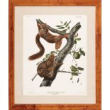 John James Audubon (American, 1785-1851) , "Orange-Bellied Squirrel", Plate 58, hand-colored