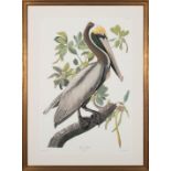After John James Audubon (American, 1785-1851) , "Brown Pelican", Plate 251, 1985, offset