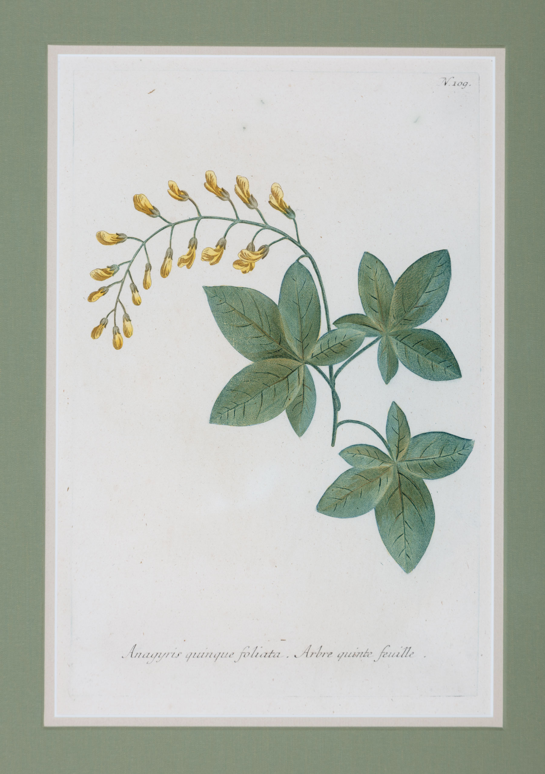 Johann Wilhelm Weinmann (German, 1683-1741) , "Amaranthus Spica Herbacea", "Brassica Sylvestris - Image 8 of 8