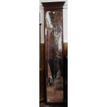 A tall narrow wall mirror with stained walnut frame and cornice, 50x230cm