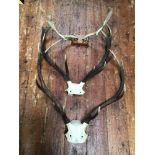 A large pair of Royal Stag 12 point antlers, together with a pair of 10 point antlers and a