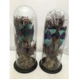 A pair of Victorian taxidermy studies of African Roller birds on naturalistic bases under clear
