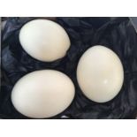 Three blown ostrich eggs