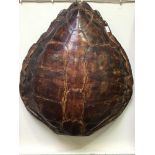 A large sea turtle shell, 65 x 56 cm