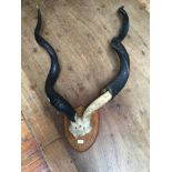A pair of large Greater Kudu spiral horns with partial skull, on wooden shield, marked to the