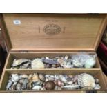 A large collection of seashells and an agate specimen, housed in a large Romeo Y Julieta Habana