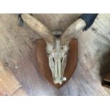 A large pair of Greater Kudu spiral horns with skull, on wooden shield, partial label to back '