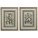 Pair of Hand-Colored Botanical Engravings