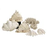 Six-Piece Collection of Coral and Seashells