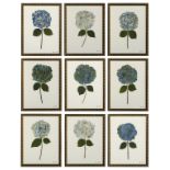 Suite of Nine Pressed Hydrangea Botanicals