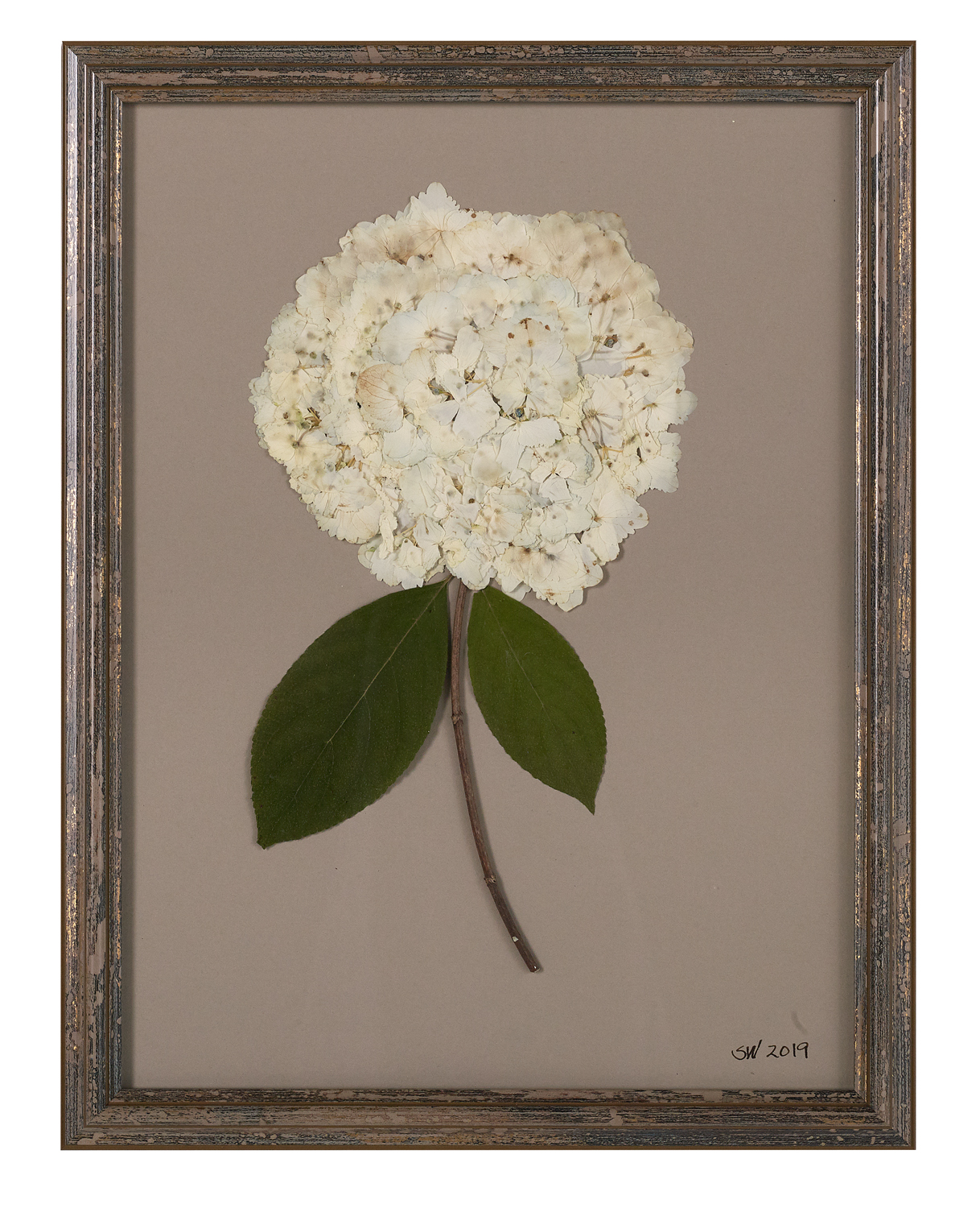 Suite of Dried and Pressed Hydrangea Botanicals - Image 6 of 11