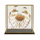 Large French Disarticulated Brown Crab