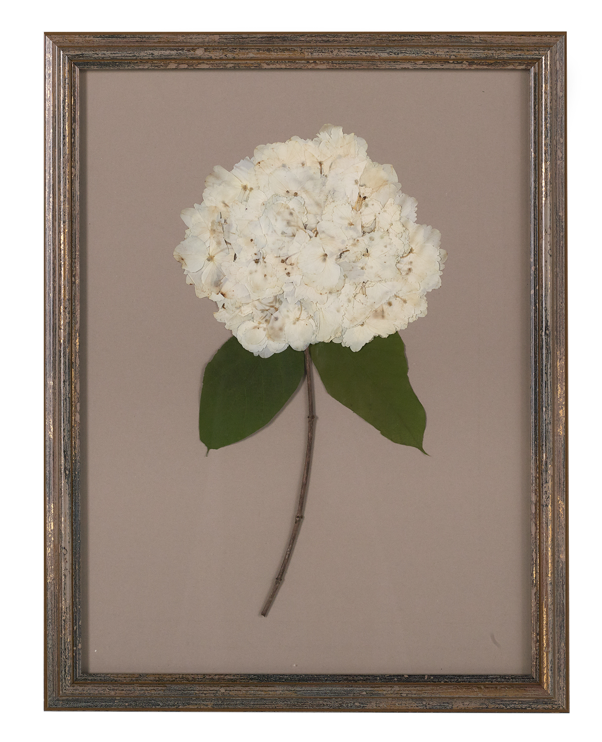 Suite of Dried and Pressed Hydrangea Botanicals - Image 7 of 11