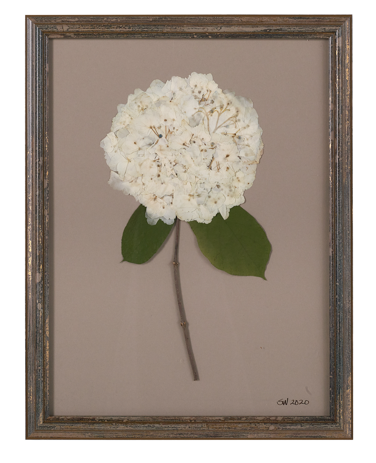 Suite of Dried and Pressed Hydrangea Botanicals - Image 5 of 11