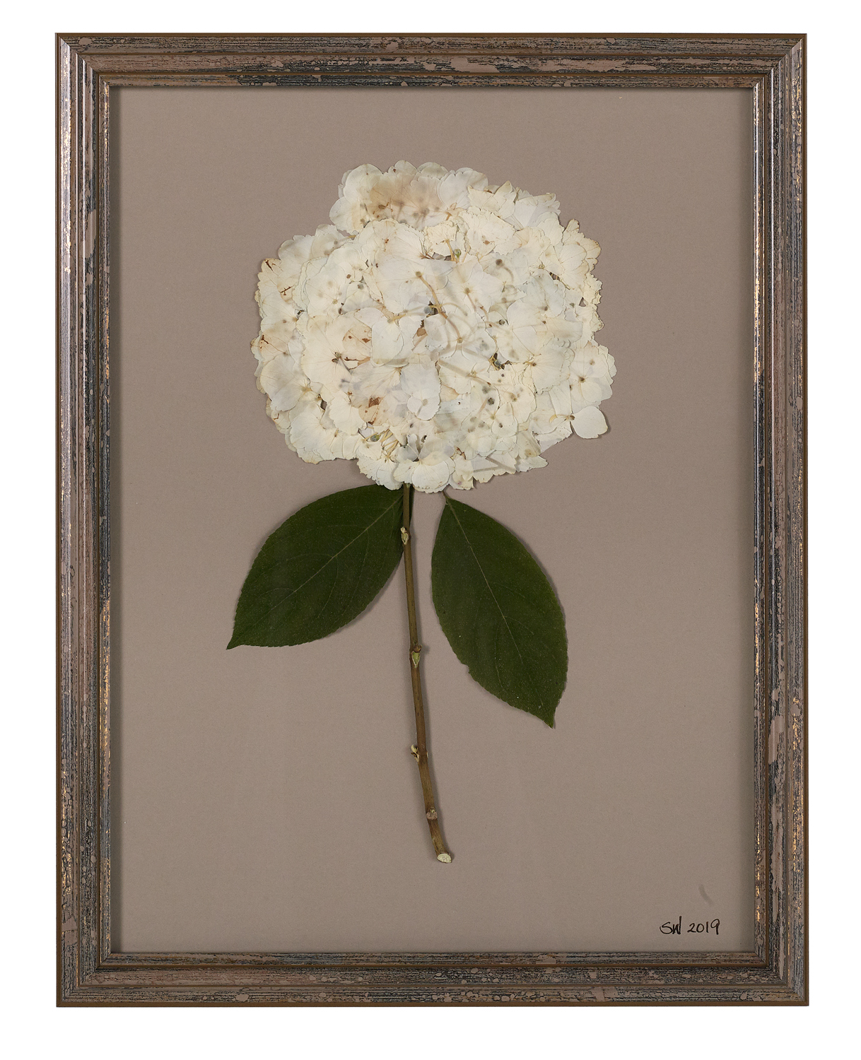 Suite of Dried and Pressed Hydrangea Botanicals - Image 4 of 11
