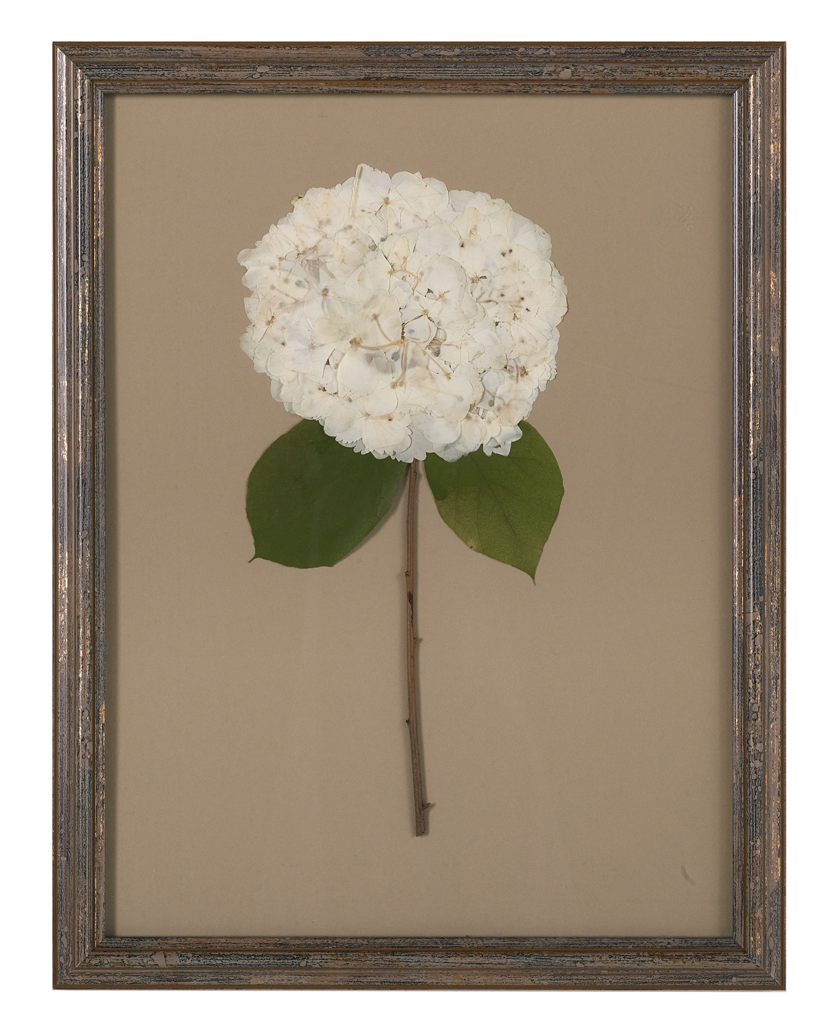 Suite of Dried and Pressed Hydrangea Botanicals - Image 8 of 11