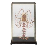 Large French Disarticulated Spiny Lobster