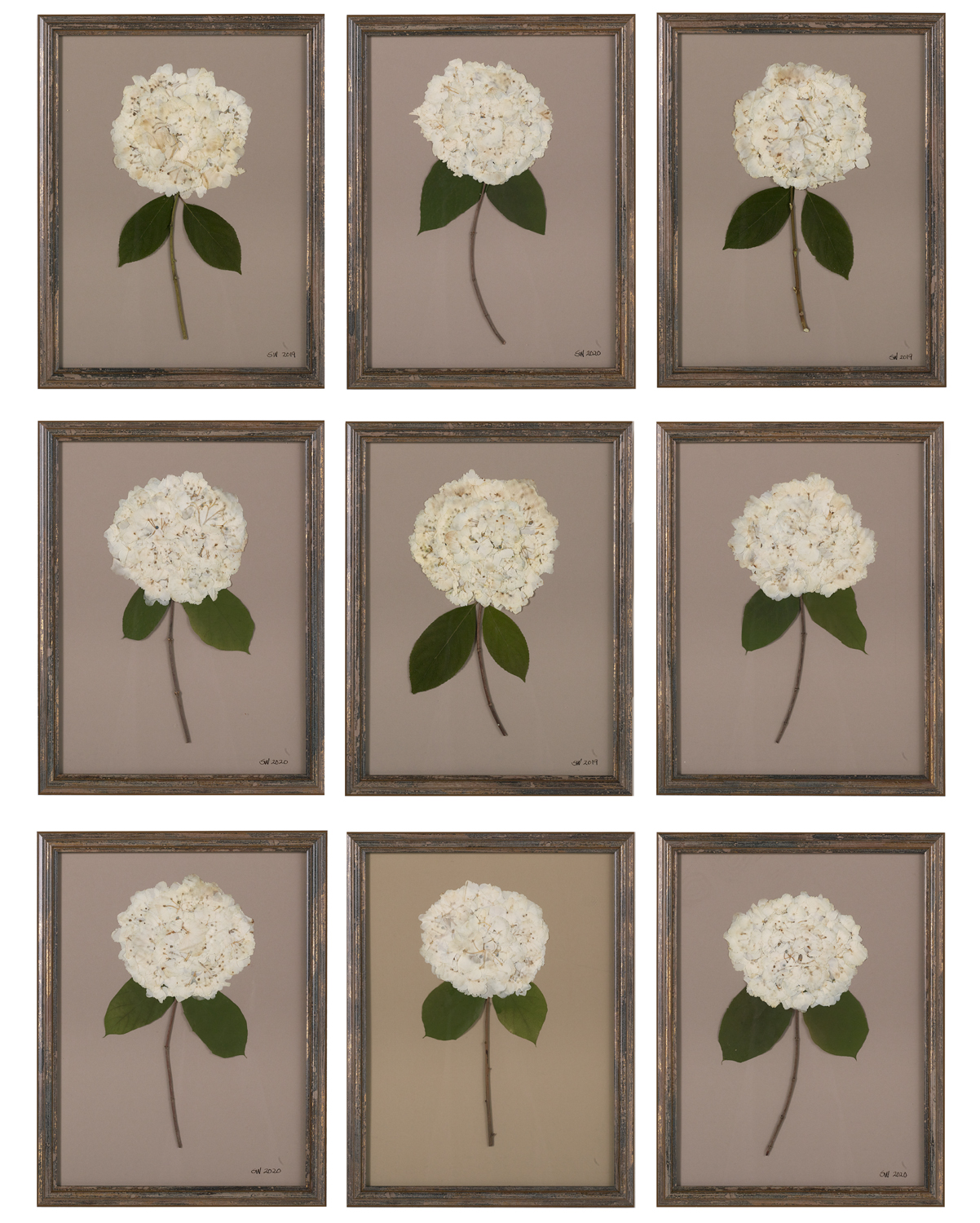Suite of Dried and Pressed Hydrangea Botanicals