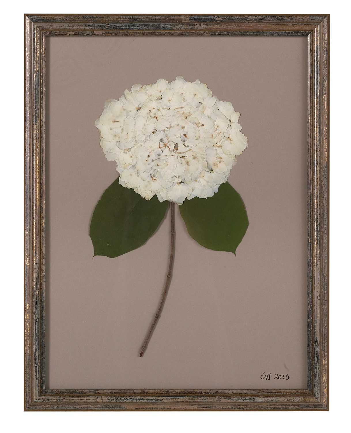 Suite of Dried and Pressed Hydrangea Botanicals - Image 9 of 11