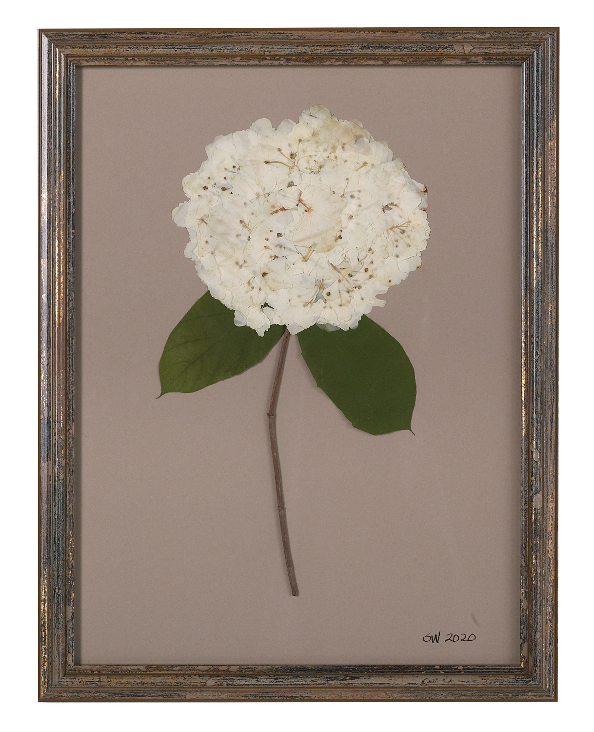 Suite of Dried and Pressed Hydrangea Botanicals - Image 10 of 11